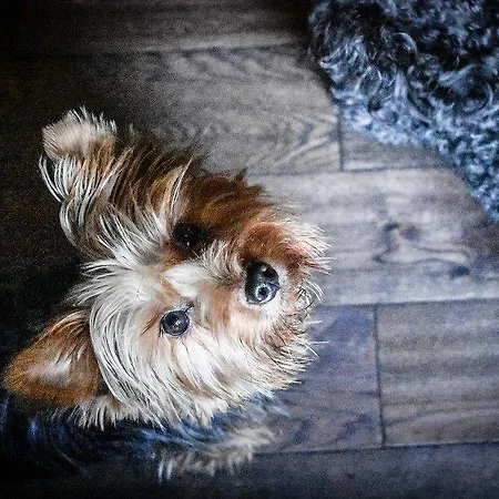 The Dark Horse Pub Gasthof Bristol