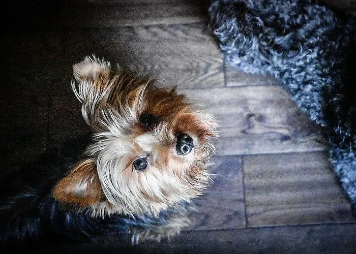 The Dark Horse Pub 宾馆 布里斯托